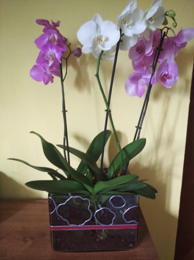 Květináč pro orchideje